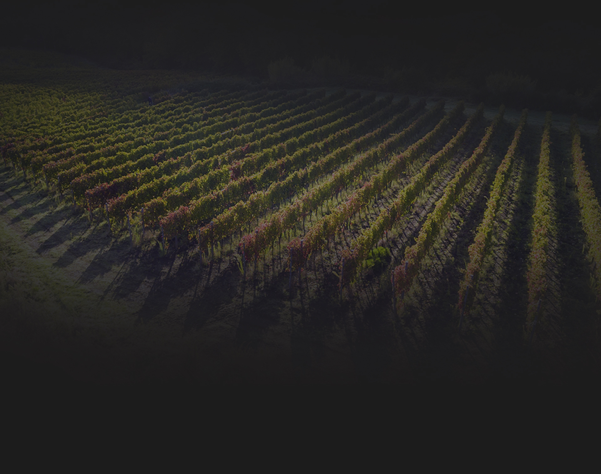 azienda vinicola terra reale